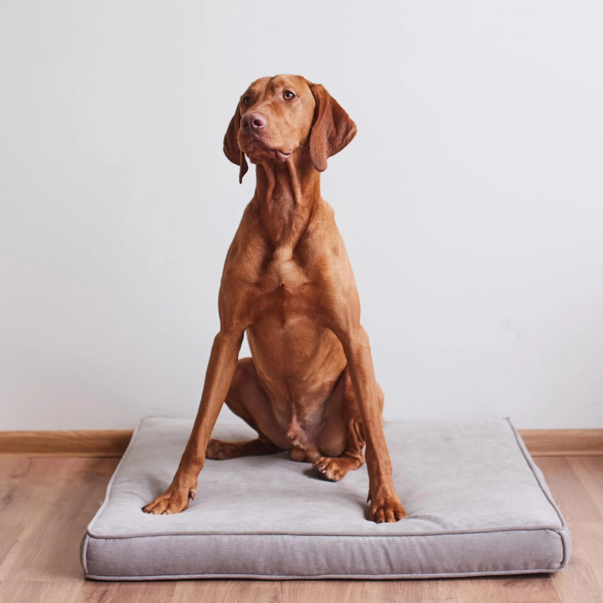 Питомцам - лежанка для собак квадратная | Бескаркасная мебель Kreslo